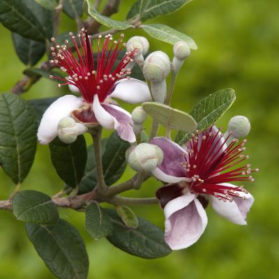 ACCA SELLOWIANA (FEIJOA OR PINEAPPLE GUAVA OR GUAVASTEEN)