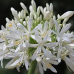 AGAPANTHUS AFRICANUS 'ALBUS' (AFRICAN WHITE LILY OR LILY OF THE NILE 'ALBUS')