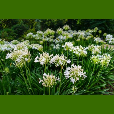 AGAPANTHUS AFRICANUS 'ALBUS' (AFRICAN WHITE LILY OR LILY OF THE NILE 'ALBUS')