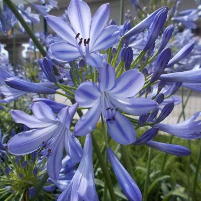 AGAPANTHUS AFRICANUS 'BLUE' (AFRICAN BLUE LILY OR LILY OF THE NILE 'BLUE')