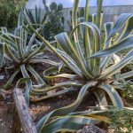 Ανθεκτικά φυτά στην ξηρασία που δε χρειάζονται συχνό πότισμα
