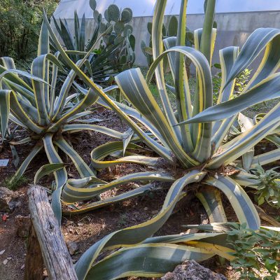 AGAVE AMERICANA (CENTURY PLANT OR MAGUEY OR AMERICAN ALOE)