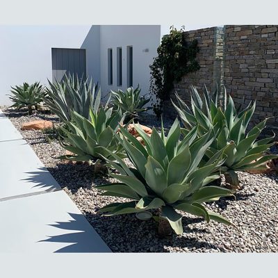 AGAVE ATTENUATA (FOXTAIL OR LION'S TAIL OR SWAN'S NECK AGAVE)