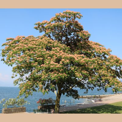 ALBIZIA JULIBRISSIN (PERSIAN SILK TREE OR PINK SILK TREE)