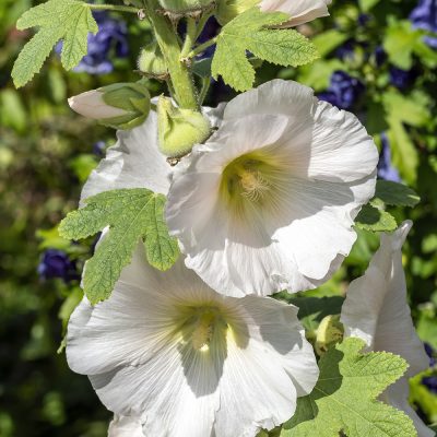 ALCEA ROSEA 'CHATER’S DOUBLE' BLANC (HOLLYHOCK 'CHATER’S DOUBLE' WHITE)