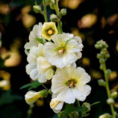 ALCEA ROSEA 'CHATER’S DOUBLE' BLANC (HOLLYHOCK 'CHATER’S DOUBLE' WHITE)