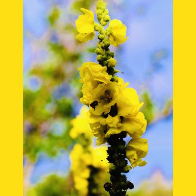 ALCEA ROSEA 'CHATER’S DOUBLE' JAUNE (HOLLYHOCK 'CHATER’S DOUBLE' YELLOW)