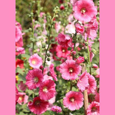 ALCEA ROSEA 'CHATER’S DOUBLE' ROUGE (HOLLYHOCK 'CHATER’S DOUBLE' PINK)