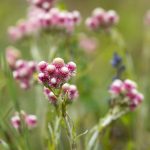 ANTENNARIA DIOICA 'ROTES WUNDER' (CATSFOOT OR PUSSYTOES)