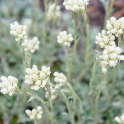 ANTENNARIA DIOICA 'TOMENTOSA' (CATSFOOT OR PUSSYTOES)