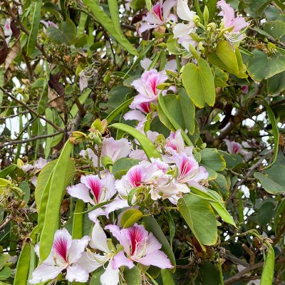 BAUHINIA PURPUREA (ORCHID TREE OR PURPLE BAUHINIA OR CAMEL'S FOOT OR BUTTERFLY TREE OR HAWAIIAN ORCHID TREE)