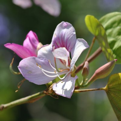 BAUHINIA PURPUREA (ORCHID TREE OR PURPLE BAUHINIA OR CAMEL'S FOOT OR BUTTERFLY TREE OR HAWAIIAN ORCHID TREE)
