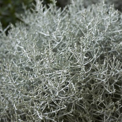 CALOCEPHALUS BROWNII 'CHALLENGE' (LEUCOPHYTA BROWNII OR WIRE MESH PLANT OR SNOW BUSH OR SILVER WIRE NETTING PLANT OR CUSHION BUSH 'CHALLENGE')