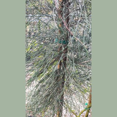 CASUARINA EQUISETIFOLIA (AUSTRALIAN PINE TREE OR WHISTLING PINE TREE)