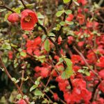 CHAENOMELES SPECIOSA (FLOWERING QUINCE OR CHINESE QUINCE OR JAPANESE QUINCE)