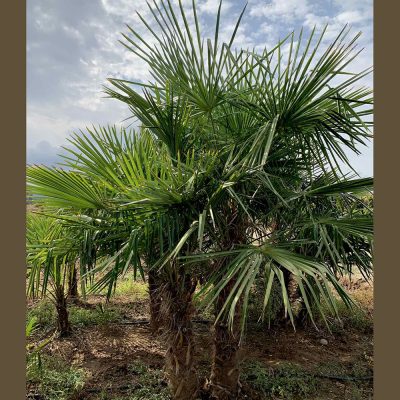 CHAMAEROPS EXCELSA OR TRACHYCARPUS FORTUNEI (CHINESE WINDMILL PALM OR WINDMILL PALM OR CHUSAN PALM)