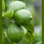 Close up of water droplets on green lemons