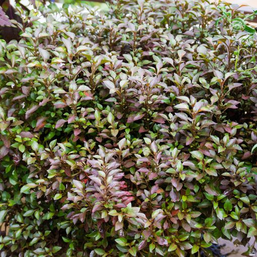 COPROSMA 'EVENING GLOW' (MIRROR PLANT OR LOOKING GLASS PLANT 'EVENING GLOW ' OR NEW ZEALAND LAUREL)