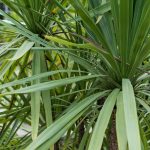 CORDYLINE INDIVISA (BROAD- LEAVED CABBAGE TREE OR MOUNTAIN CABBAGE TREE)