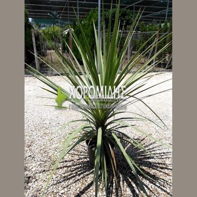 CORDYLINE INDIVISA (BROAD- LEAVED CABBAGE TREE OR MOUNTAIN CABBAGE TREE)