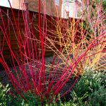 Κόκκινες πινελιές στον κήπο με Cornus sibirica
