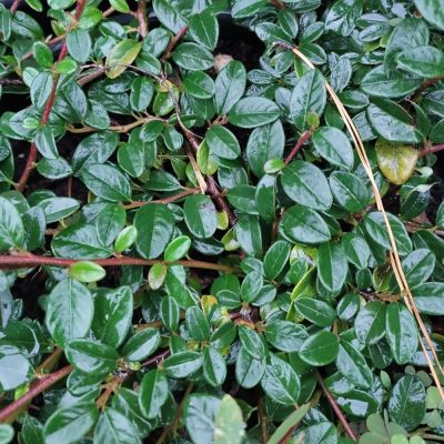 COTONEASTER DAMMERI (BEARBERRY COTONEASTER)