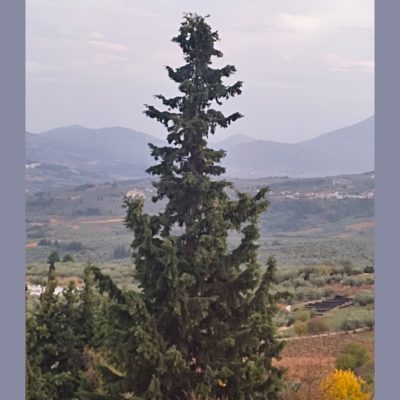 CUPRESSUS SEMPERVIRENS VAR. HORIZONTALIS (LATERAL BRANCHED MEDITERRANEAN CYPRESS OR ITALIAN CYPRESS OR TUSCAN CYPRESS OR PERSIAN CYPRESS OR PENCIL PINE)