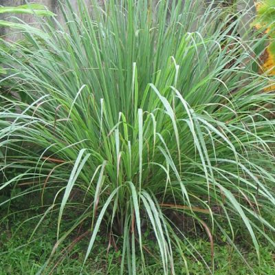 CYMBOPOGON CITRATUS (WEST INDIAN LEMON GRASS OR SIMPLY LEMON GRASS)
