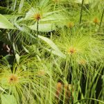 CYPERUS PAPYRUS (PAPYRUS OR PAPYRUS SEDGE OR PAPER REED OR INDIAN MATTING PLANT OR NILE GRASS)