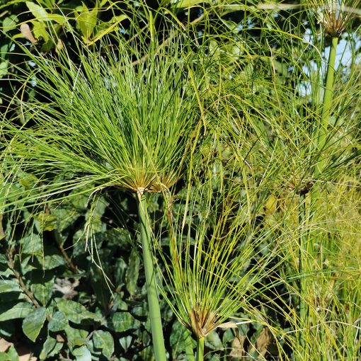 CYPERUS PAPYRUS (PAPYRUS OR PAPYRUS SEDGE OR PAPER REED OR INDIAN MATTING PLANT OR NILE GRASS)