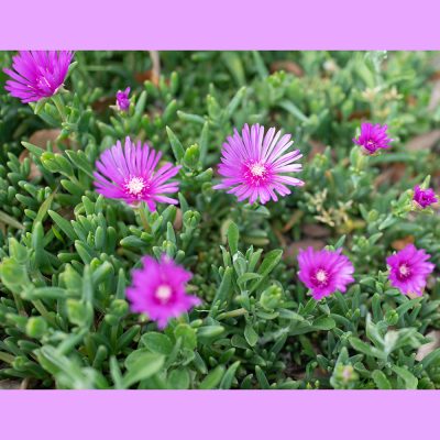 DELOSPERMA COOPERI (TRAILING ICEPLANT OR  HARDY ICEPLANT OR PINK CARPET)