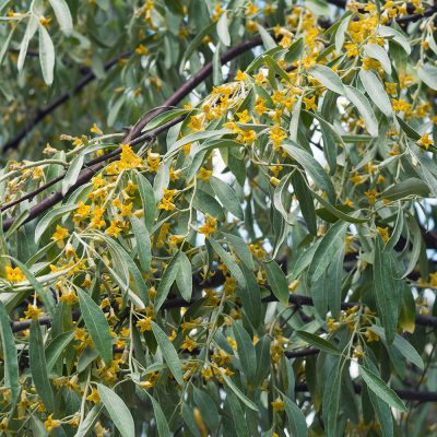 ELAEAGNUS ANGUSTIFOLIA (RUSSIAN OLIVE OR SILVER BERRY OR OLEASTER OR WILD OLIVE)