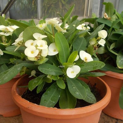 EUPHORBIA MILII (CROWN OF THORNS OR CHRIST PLANT OR CHRIST THORN)