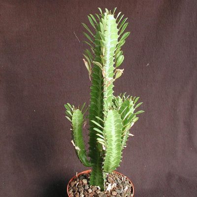 EUPHORBIA TRIGONA (AFRICAN MILK TREE OR CATHEDRAL CACTUS, OR ABYSSINIAN EUPHORBIA OR HIGH CHAPARALL)