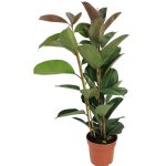FICUS ELASTICA (RUBBER FIG OR RUBBER BUSH OR RUBBER TREE OR RUBBER PLANT OR INDIAN RUBBER BUSH OR NDIAN RUBBER TREE)