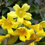 Μαόνια και κίτρινο Γιασεμί: κίτρινη έκπληξη μέσα στο χειμώνα