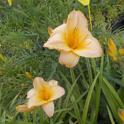 HEMEROCALLIS 'ETCHED IN GOLD' (DAYLILY 'ETCHED IN GOLD')