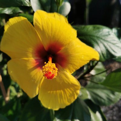 HIBISCUS SINENSIS TREE (CHINESE HIBISCUS OR CHINA ROSE OR HAWAIIAN HIBISCUS OR ROSE MALLOW OR SHOEBLACK PLANT TREEΣ)