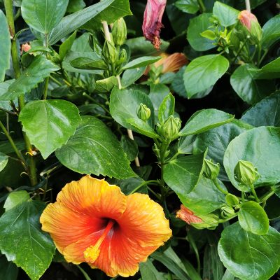 HIBISCUS SINENSIS (CHINESE HIBISCUS OR CHINA ROSE OR HAWAIIAN HIBISCUS OR ROSE MALLOW OR SHOEBLACK PLANT)