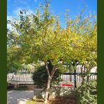 HIBISCUS SYRIACUS TREE (ΙΒΙΣΚΟΣ ΣΥΡΙΑΚΟΣ ΔΕΝΔΡΩΔΗΣ) (3)