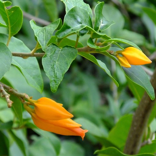 JUANULLOA MEXICANA (GOLD FINGER PLANT)