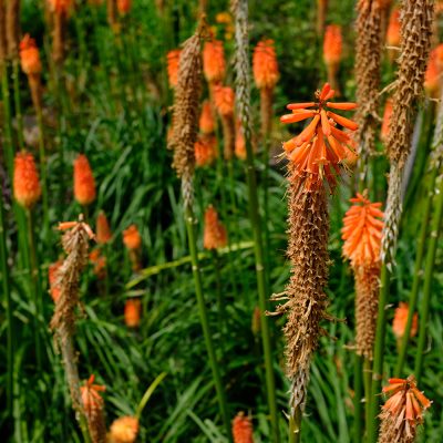 KNIPHOFIA 'ALCAZAR' (RED HOT POKER OR POKER PLANT OR TORCH LILY OR TRITOMA 'ALCAZAR')