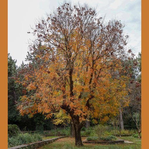 KOELREUTERIA PANICULATA (GOLDENRAIN TREE OR PRIDE OF INDIA OR CHINA TREE OR VARNISH TREE)