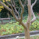 LAGERSTROEMIA INDICA TREE (ΛΑΓΚΕΣΤΡΕΜΙΑ ΙΝΔΙΚΗ ΔΕΝΔΡΩΔΗΣ) (3)