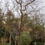 LAGERSTROEMIA INDICA TREE (ΛΑΓΚΕΣΤΡΕΜΙΑ ΙΝΔΙΚΗ ΔΕΝΔΡΩΔΗΣ) (4)