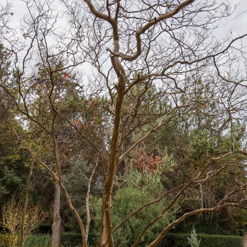 LAGERSTROEMIA INDICA TREE (CRAPE MYRTLE OR CREPEFLOWER TREE)