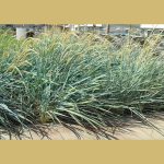 LEYMUS ARENARIUS (SAND RYEGRASS OR  SEA LYME GRASS OR SIMPLY LYME GRASS)