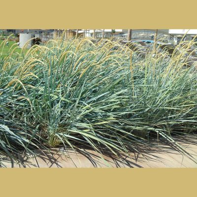 LEYMUS ARENARIUS (SAND RYEGRASS OR  SEA LYME GRASS OR SIMPLY LYME GRASS)