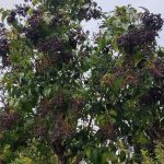 LIGUSTRUM JAPONICUM TREE (ΛΙΓΟΥΣΤΡΟ ΙΑΠΩΝΙΚΟ ΔΕΝΔΡΩΔΕΣ) (1)