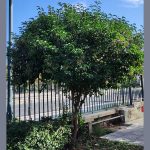 LIGUSTRUM JAPONICUM TREE (ΛΙΓΟΥΣΤΡΟ ΙΑΠΩΝΙΚΟ ΔΕΝΔΡΩΔΕΣ) (2)